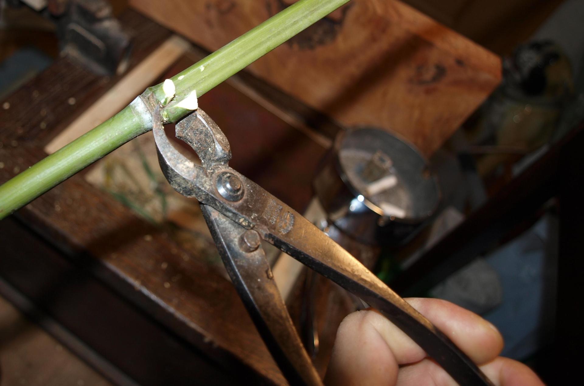 採取した布袋竹の保存用の火入れ（粗矯め）: 鰍工房 手作り小品工芸 工作日記